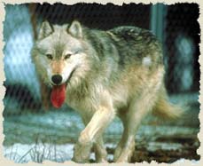 yellowstone wolf, #10 wolf